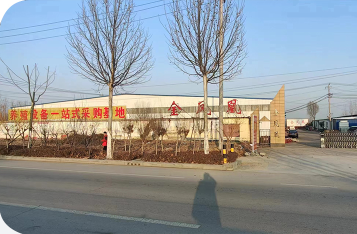 关于金凤凰
